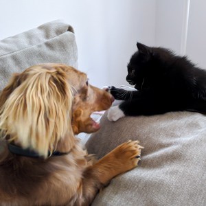 puppy-kitten-play-pet-sit