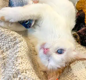 one eye cat playing