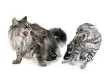 maine coon cat and bengal cat cat behavior issue