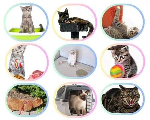 cat behaviour problems cat behavior issue