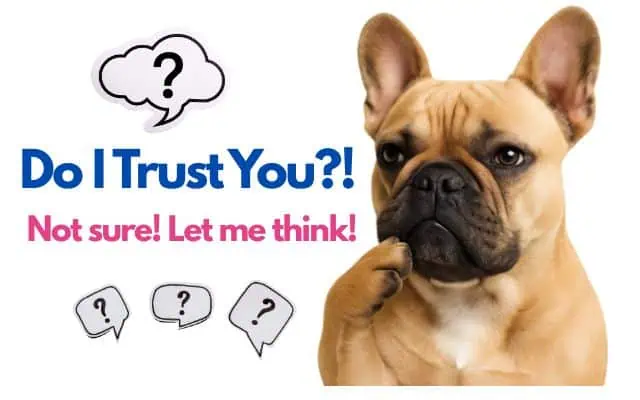 a bulldog questioning if he trusts his human a bulldog questioning if he trusts his human