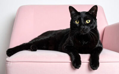 Why Do You Need Furniture? And Why Your Cat is No Different?