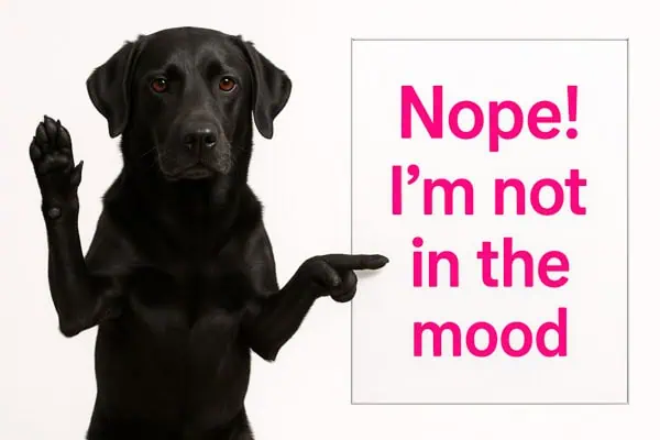 black dog saying no black dog saying no