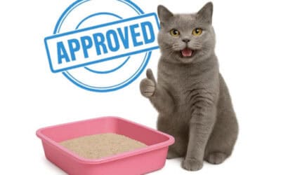 The Ultimate Cat-Approved Litter box Setup: Prevent Common Litter box Problems Before They Start