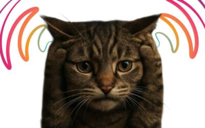 Beware: The Main Sources of Negative Energy Around Your Cat