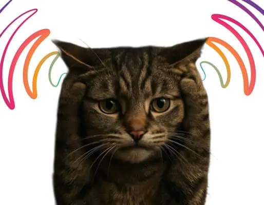 cat in distress overwhelmed by bad energy cat in distress overwhelmed by negative energy