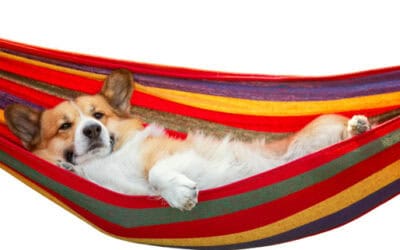 Are You Your Dog’s Safe Container?