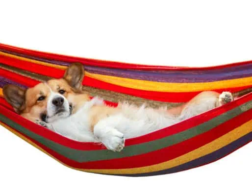 corgi dog relaxing on a hammock Corgi dog relaxing. are you your dog's safe container