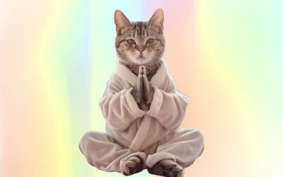 Have Faith in Your Cats – The Cat Healing Process in a Nutshell