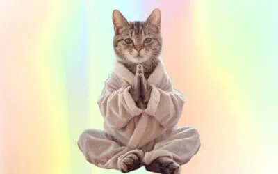 Have Faith in Your Cats – The Cat Healing Process in a Nutshell