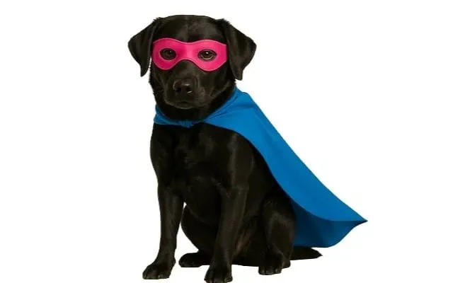 superhero black dog superhero black dog. trust your dog, not your dog trainer