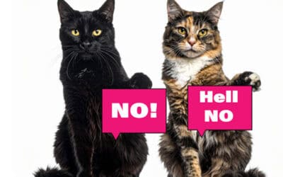 Cat-to-Cat Introduction Common Mistakes – What NOT To Do