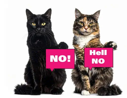 cat to cat introduction what not to do cat to cat introduction what not to do