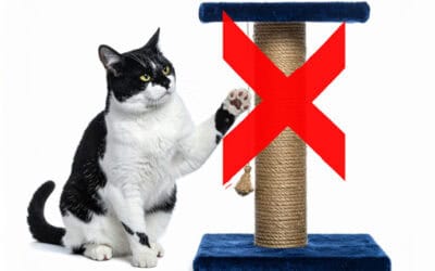 The Worst Cat Tree Types to Never Buy: Those Are Useless to Your Cat