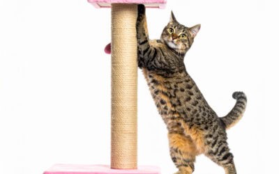 Cat Scratchers Shopping Guide FAQ