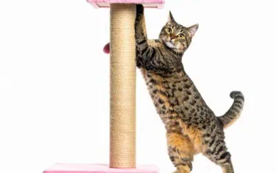 Cat Scratchers Shopping Guide FAQ