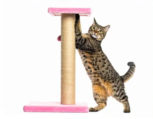 tabby cat scratching on a vertical scratcher tabby cat scratching