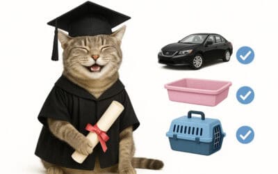 Essential Cat Skills Only Smart Cat Parents Teach