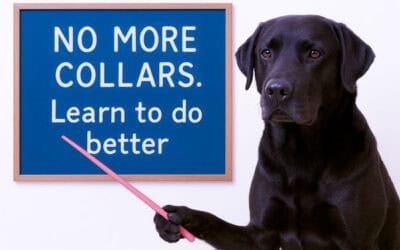 The Hidden Dangers of Dog Collars: What Every Dog Parent Needs to Know