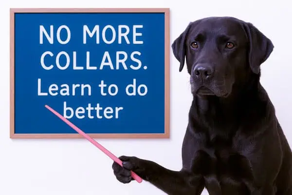 dangers-of-dog-collars the dangers of dog collars
