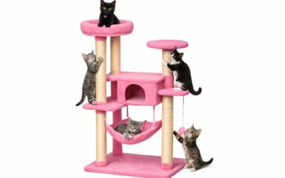 Best Amazon Canada Cat Trees for kittens