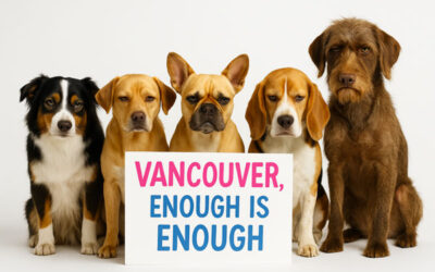 The Real Reason Vancouver Dogs Are Becoming Reactive, and The Way Out