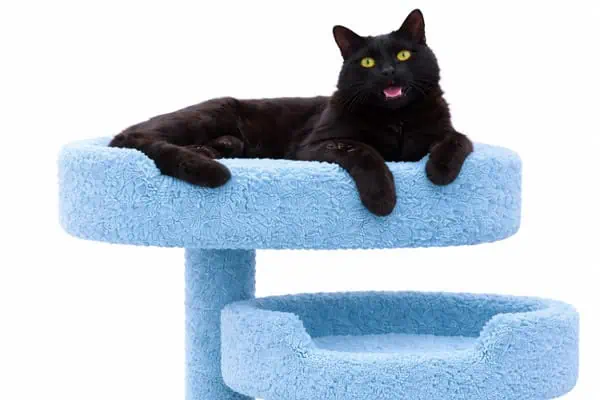 cat-tree-benefits