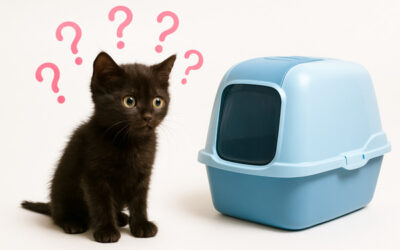 Kitten Litter box Training Mistakes And How To Fix Them