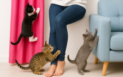 Normal Kitten Behaviors That Freak Parents Out. Kitten Chaos Explained