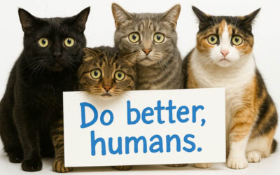 Surprising Ways You’re Abusing Your Cat Without Knowing It