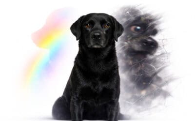 Your Dog Is Not Broken. Your Lens Is.