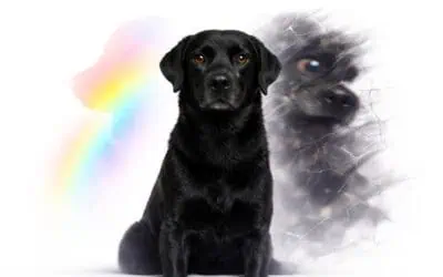 Your Dog Isn’t Broken. Your Lens Is.
