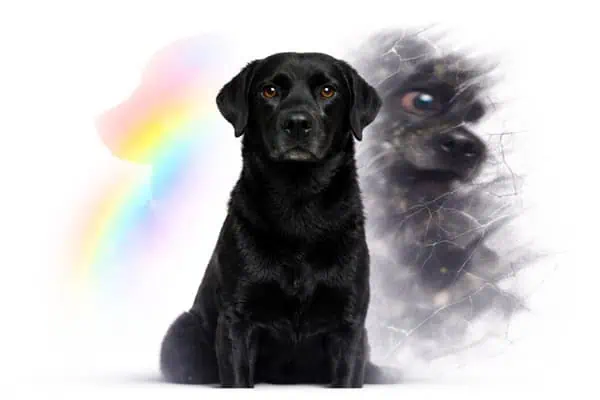 your dog is not broken your dog is not broken, your lens is