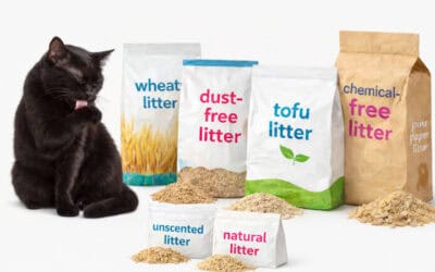 The Best Natural Cat Litter: Health, Safety, and Real Standards