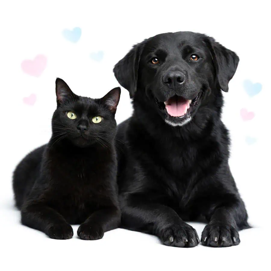 cat and dog behavior online session dog and cat behavior online session