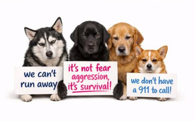 Telling a Scared Dog ‘No’ Is Emotional Abuse, Not Training