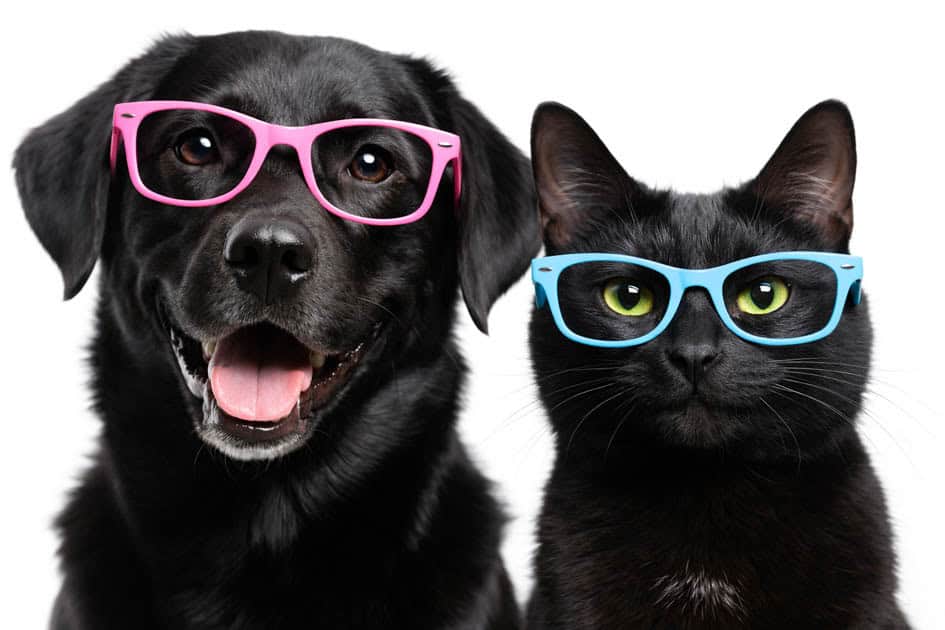 holistic dog and cat training