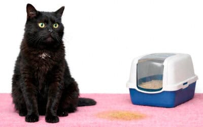 Why Your Senior Cat Is Peeing Outside the Litter Box (And What to Do About It)
