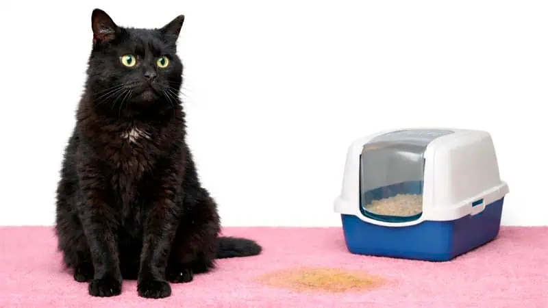senior cat peeing outside litterbox senior cat peeing outside the litter box