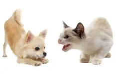 aggressive cat and puppy chihuahua dog to cat introduction