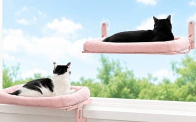 Best Cat Window Perches Every Cat Should Have