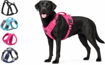 Dog Harness Mistakes, Plus My Top Dog-Approved Harnesses