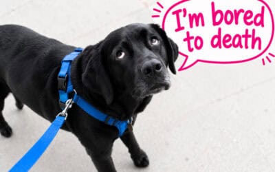 Is Your “Perfect” Dog Walk Boring Your Dog to Death? Common Dog Walking Mistakes