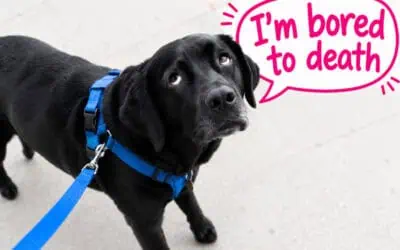 Is Your “Perfect” Dog Walk Boring Your Dog to Death? Common Dog Walking Mistakes