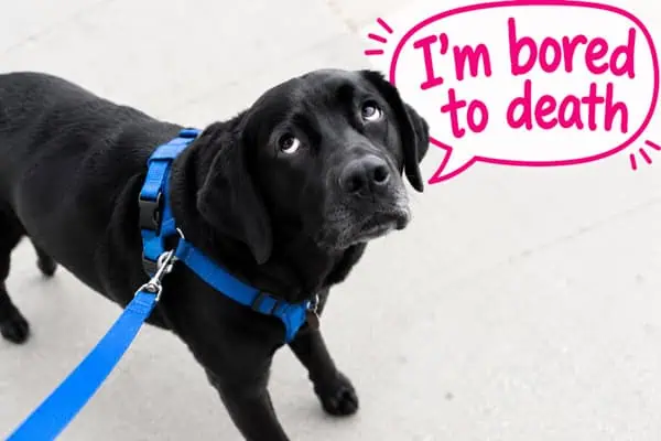 boring dog walks boring dog walks