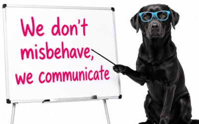 How Dogs Communicate Through Behavior (And How to Actually Listen)