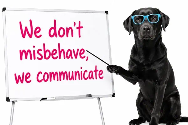 dog behavior is communication dog behavior is communication