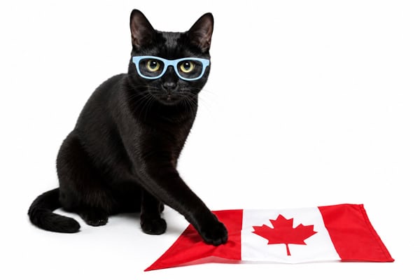 best cat products Canada
