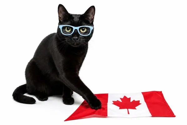best cat products Canada