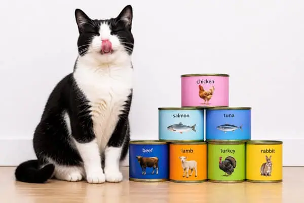 best cat wet food